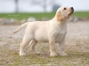 viper-from-litter-v-11-weeks-male-pedigree-http-ww