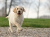 viper-okeanas-10-weeks-male-http-www-okeanas-lt