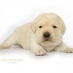Wiki 15d. Labrador retriever. labradoro retriveris OKEANAS