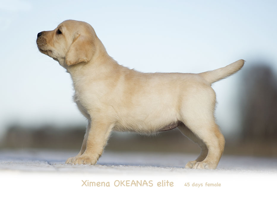 Xperia OKEANAS elite 45 days female. labrador retriever