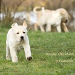 Xander - 10,5 weeks Labrador retriever