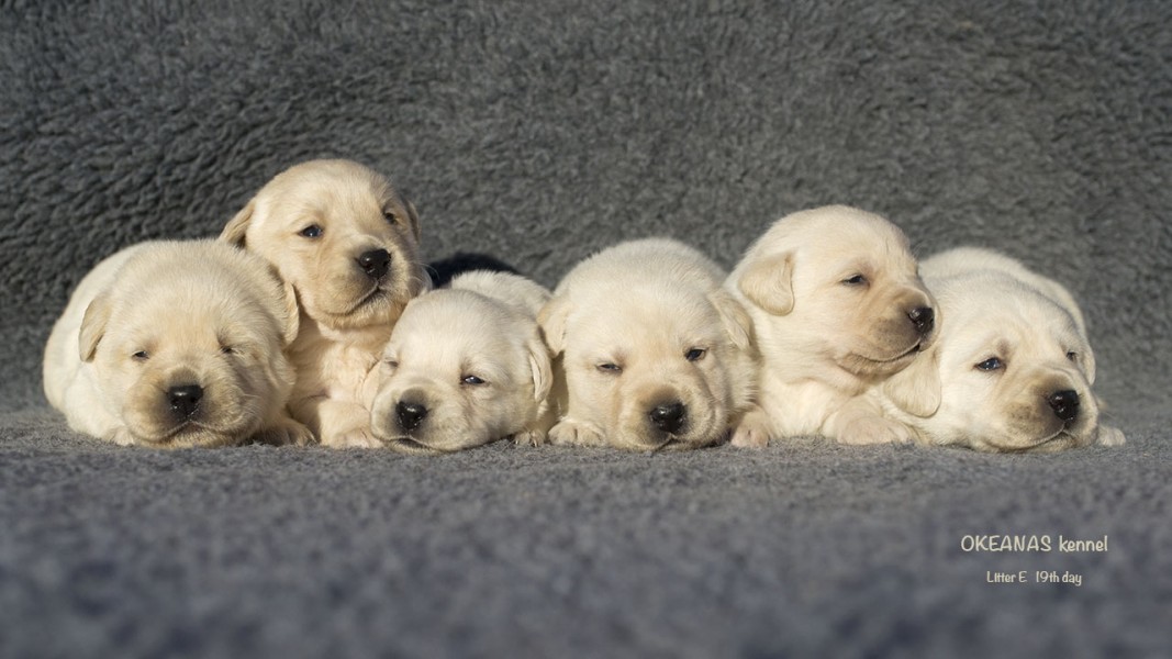19th day puppies 